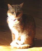 Tristan